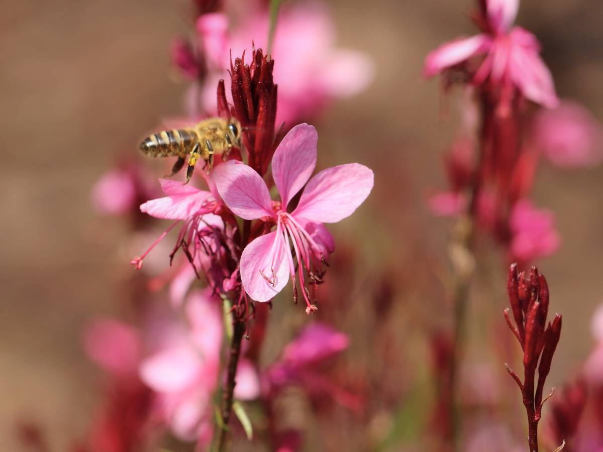 beeblossom gaura