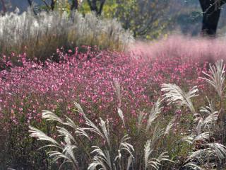 Landscaping with gaura