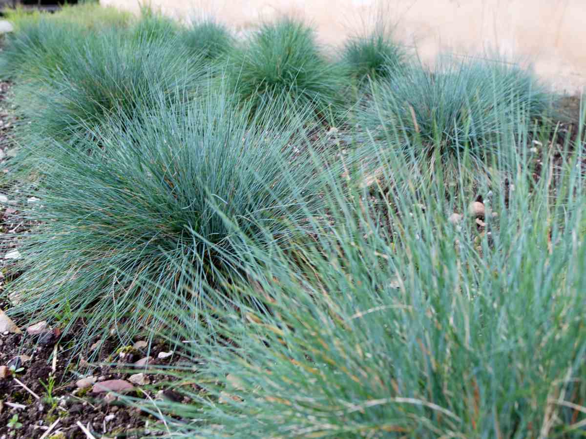 Blue fescue