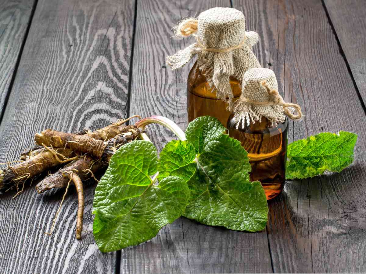 Benefits of burdock