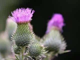 Burdock health benefits