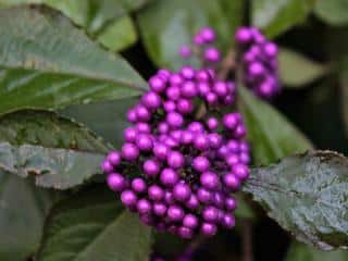 Fall flower shrub: callicarpa