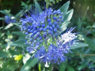 Fall blooming shrub: Bluebeard