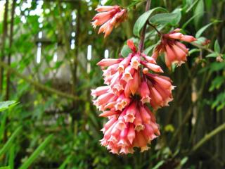 Cestrum shrub blooming in fall