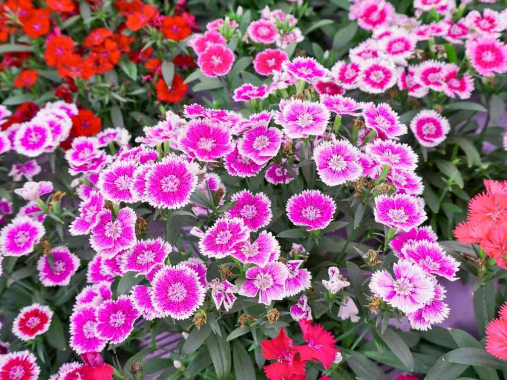 China pink