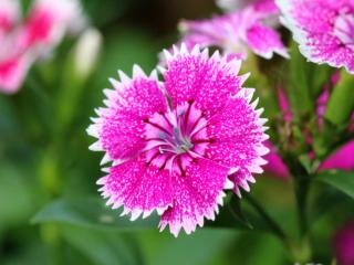 China pink flower