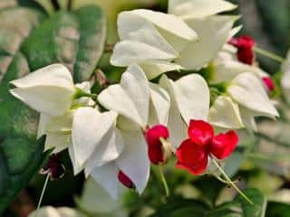 Autumn flower shrub: clerodendron