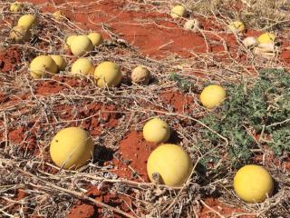 Colocynth, a desert herb