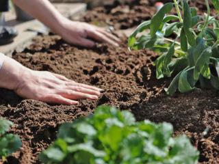 Compost advantages