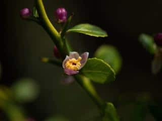 watering finger lime in a pot