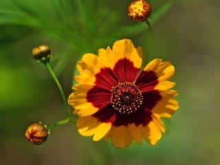 Coreopsis tickseed