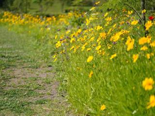 Varieties of coreopsis