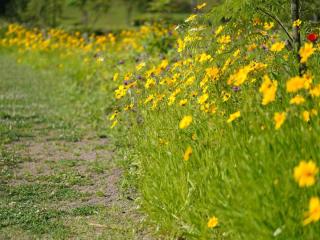 Varieties of coreopsis