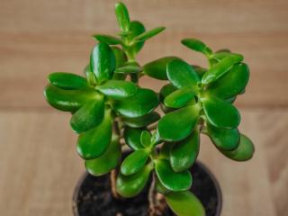 Crassula jade plant