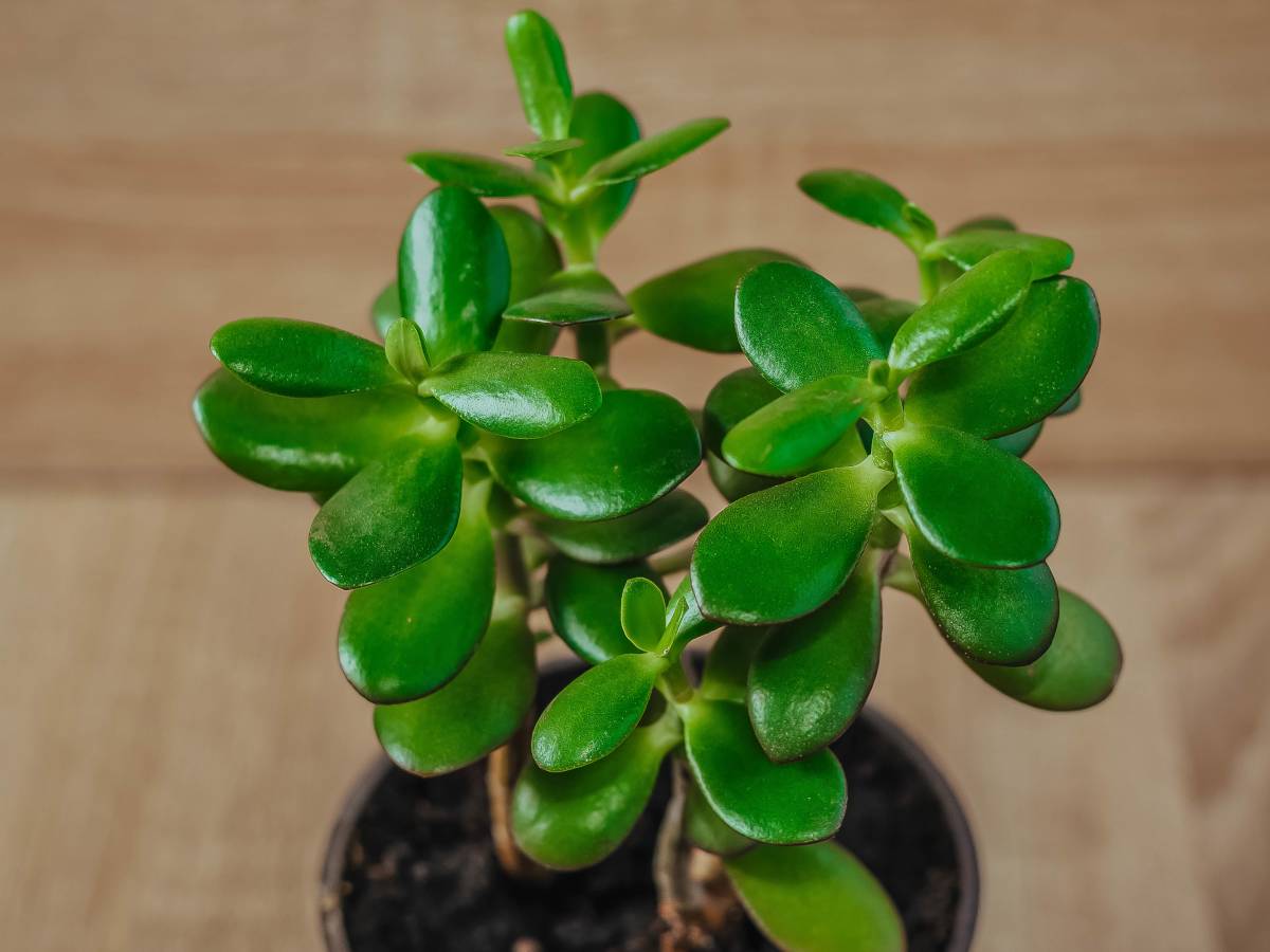 Crassula - Growing, Watering and Care