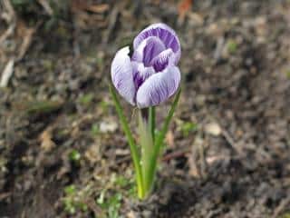 Planting crocus