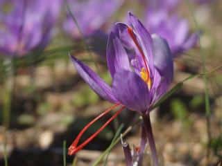 Crocus saffron