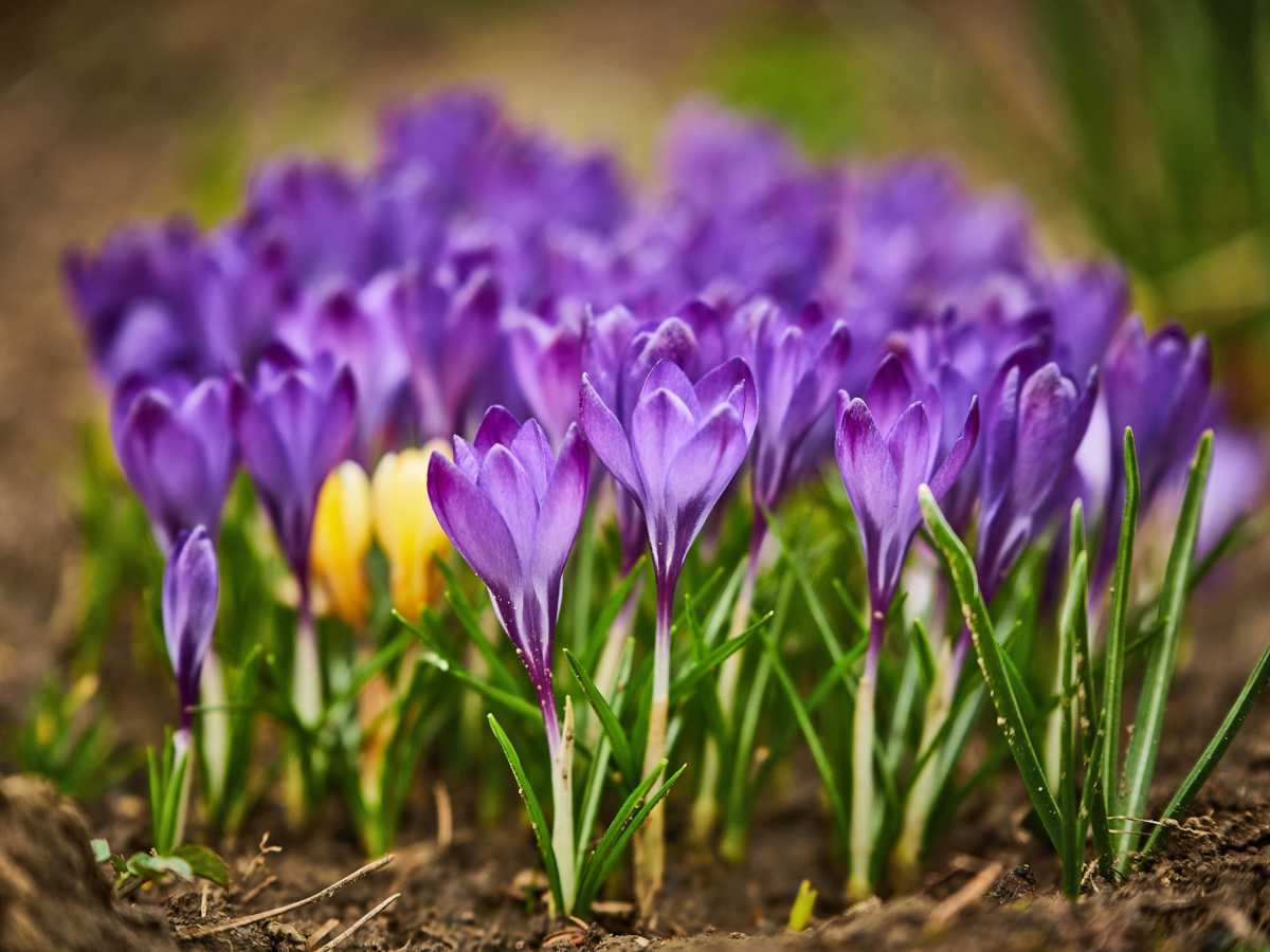 Crocus