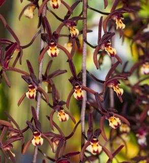 Cymbidium fragrant orchid