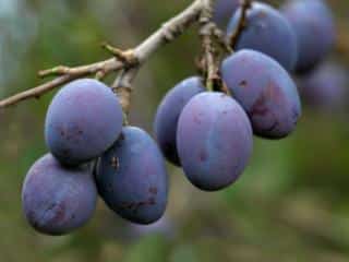 damson fruit