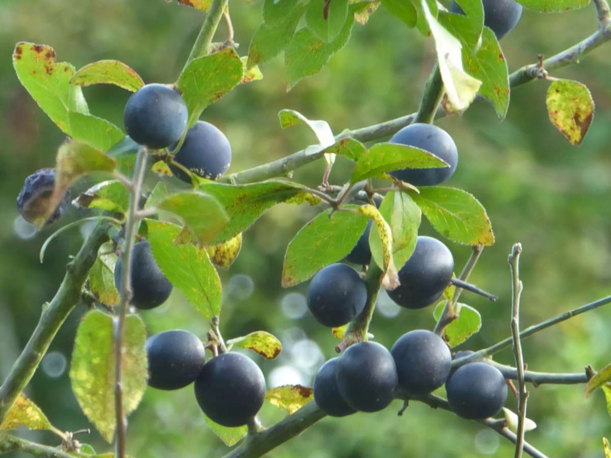 Damson plum