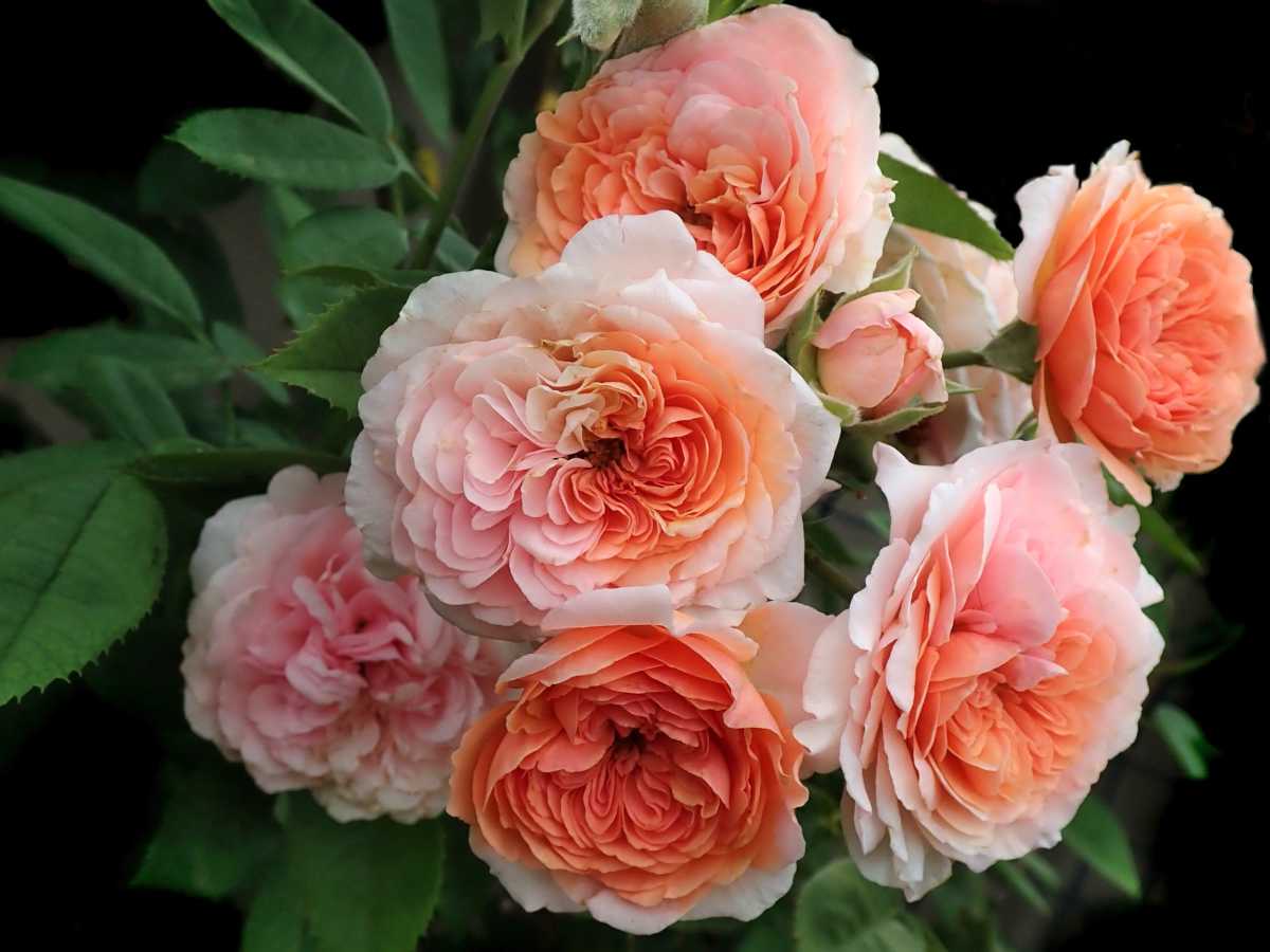 David Austin English roses