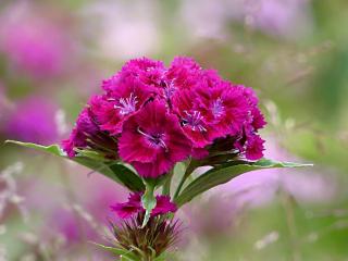 Dianthus barbatus care