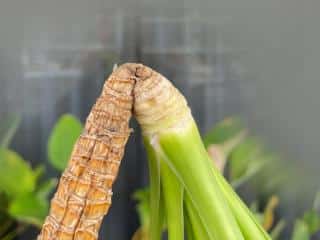 Dracaena stem flopping over