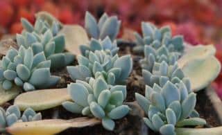 Echeveria propagation