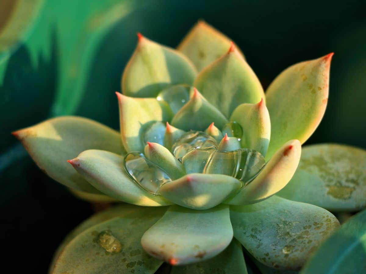 Echeveria