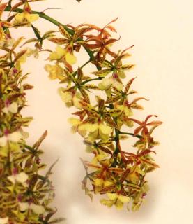 scented orchid - Epidendrum stamfordianum 'Galaxy'