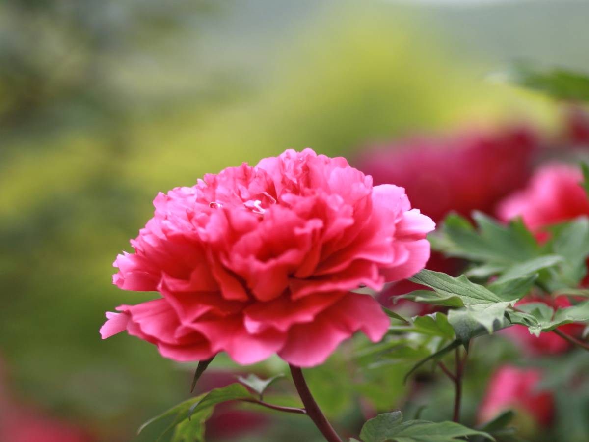 Long-lasting peony