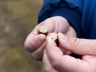 Finger lime care