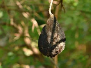 Disease finger lime