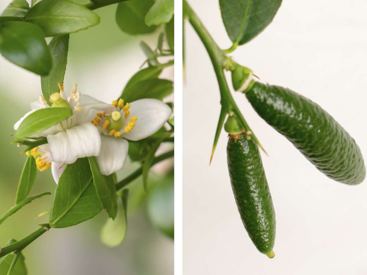 finger lime fruiting