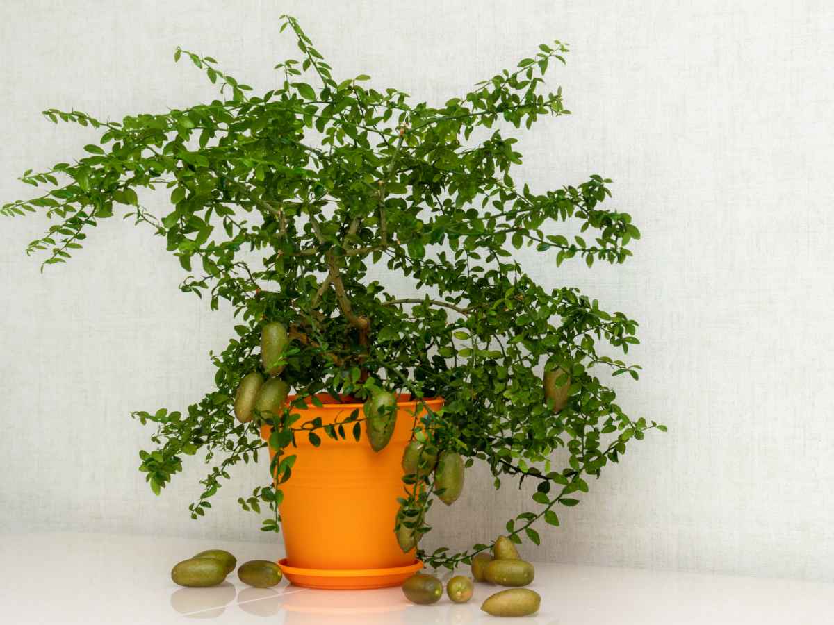 Container finger lime