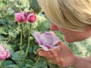 English rose fragrance