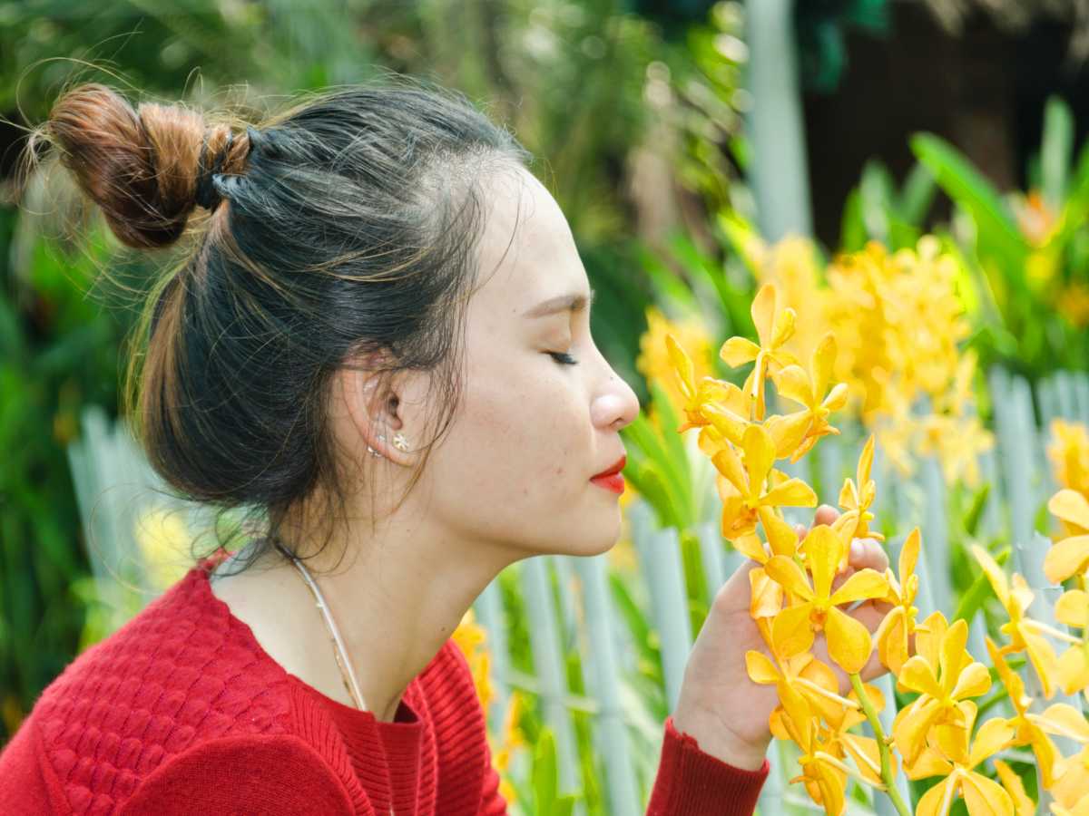 Fragrant orchid varieties