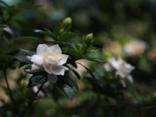 Gardenia