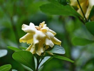 Diseases on gardenia problems