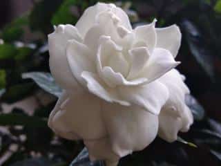 Gardenia varieties