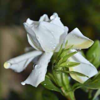 Watering gardenia