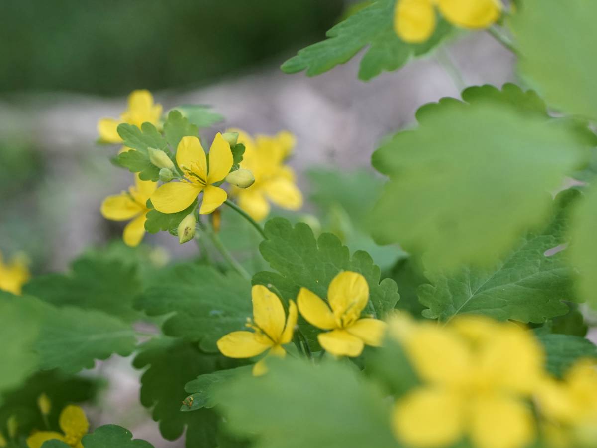 Tetterwort greater celandine