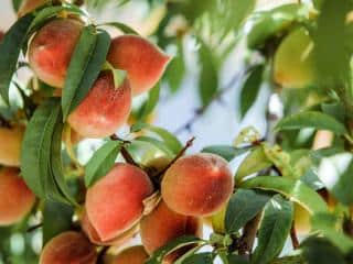Growing peach tree benefits