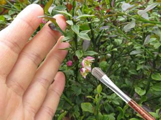 Hand pollinating finger lime