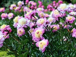 Herbaceous peony