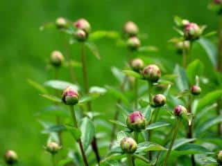 Caring for herbaceous peony