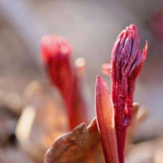 Herbaceous peony sprout