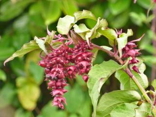 Fall blooming shrub: himalayan honeysuckle
