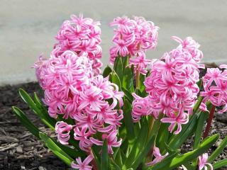 hyacinth care